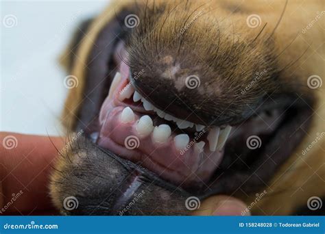 puppy permanent teeth