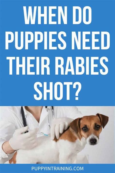 Puppy rabies vaccination