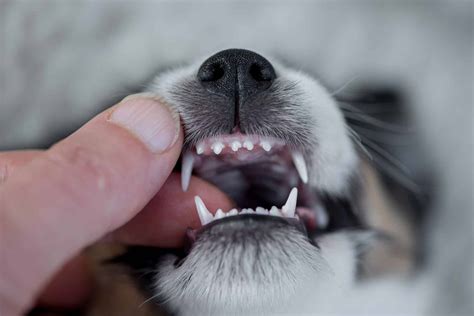 puppy canines teething