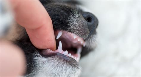 puppy teething gallery 2