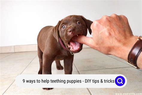 puppy teething gallery 3