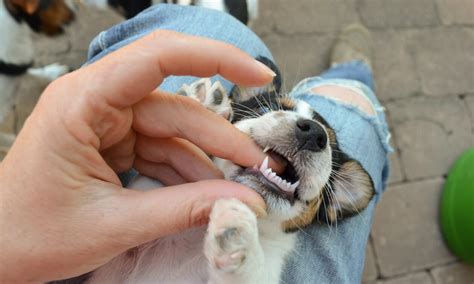 puppy teething gallery 4