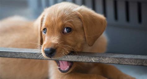 puppy teething gallery 6