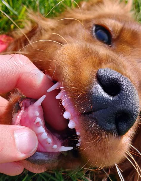 puppy incisors teething