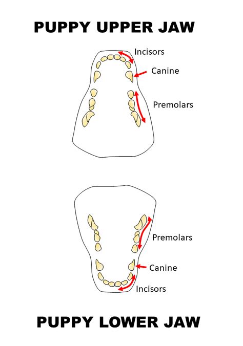 puppy molars teething