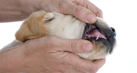 puppy premolars teething