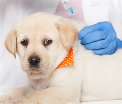 Puppy vaccination side effects