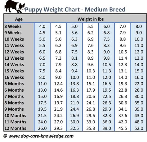 What to Look for When Selecting a Pre-Made Puppy Weight Chart Printable