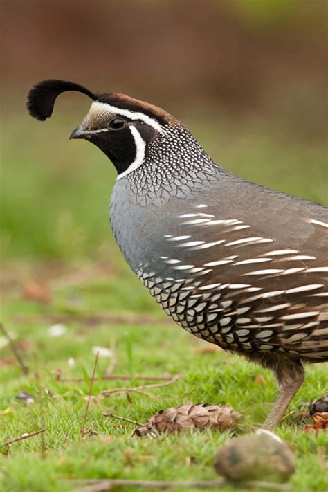 A quail in flight