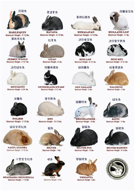 Rabbit Breeds Pedigree