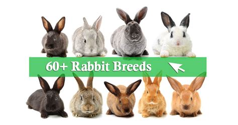 Rabbit Breeds Pedigree