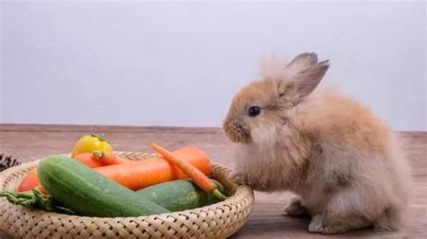 Rabbit diet essentials