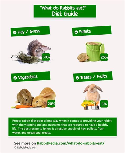 Rabbit diet essentials