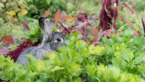 Rabbit garden coloring page