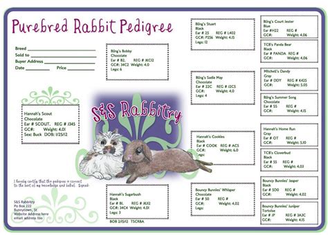 Rabbit Pedigree Template Example