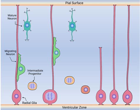 Radial Glial Cells