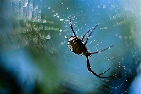 Rain Washing Spider