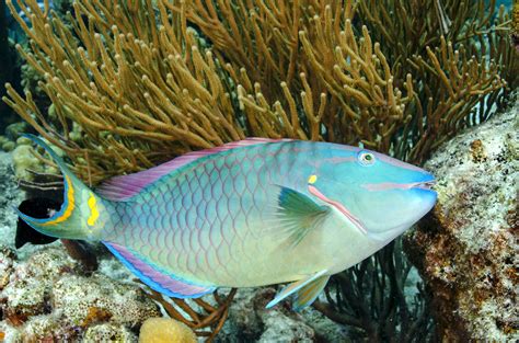 Rainbow Fish Coral