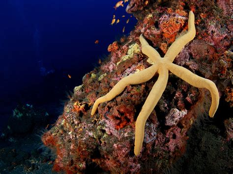 Rainbow Fish Sea Stars