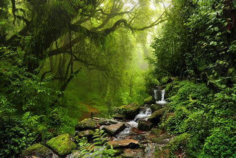 Description of Rainforest biodiversity