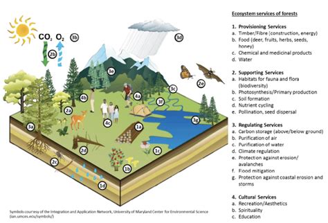 Description of Rainforest ecosystem services