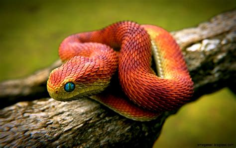 Rainforest Snakes