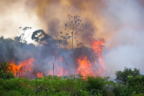 Description of Threats to rainforests