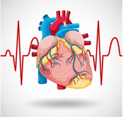 Causes of Rapid Heart Rate