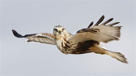 Raptors in flight