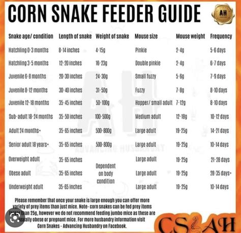 Rat snake feeding chart for hatchlings to adults