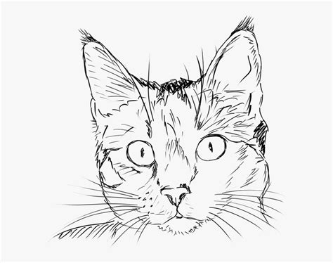 Realistic cat outline to print