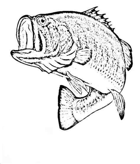 Realistic Fish Coloring Pages