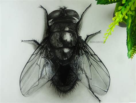 Realistic Fly Drawing