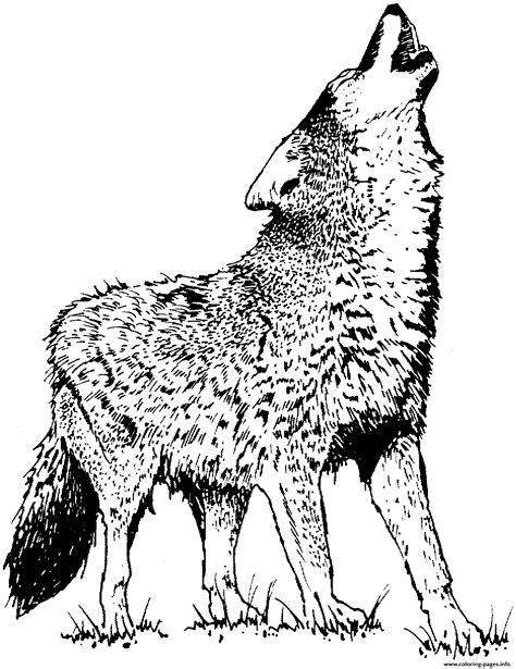 Realistic wolf coloring pages gallery