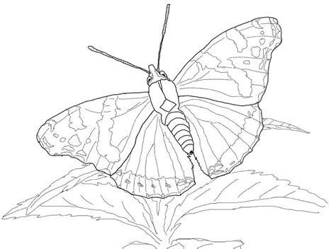 Red admiral butterfly coloring page