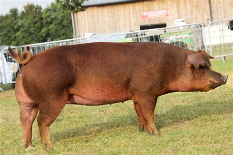 Red Duroc Pig Breeding