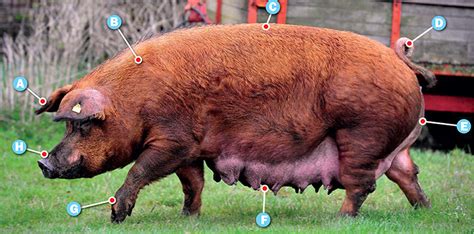 Red Duroc Pig Nutrition