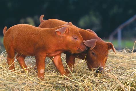 Red Duroc Pig Production