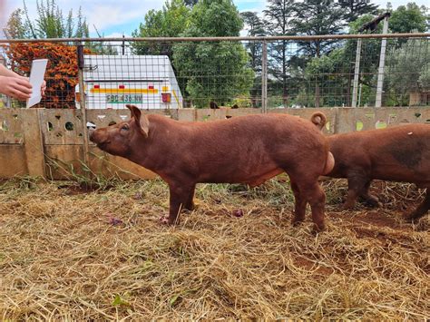 Red Duroc Pig Sales