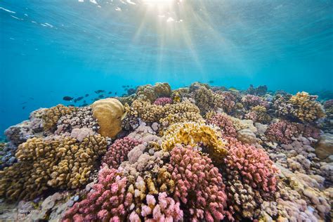 Coral reefs in the Red Sea