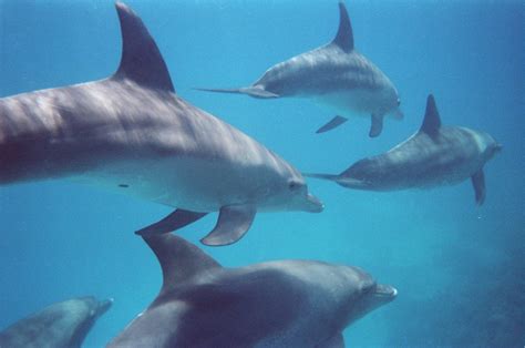 Dolphins in the Red Sea