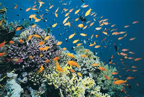 Coral reefs in the Red Sea