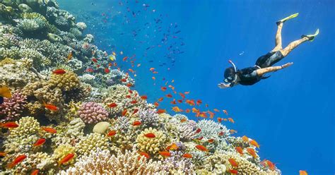 Snorkeling in the Red Sea