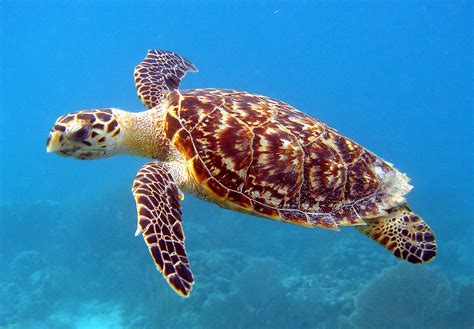 Sea turtles in the Red Sea