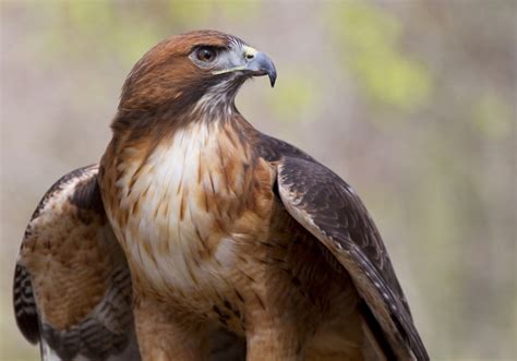 Red-tailed hawk perched