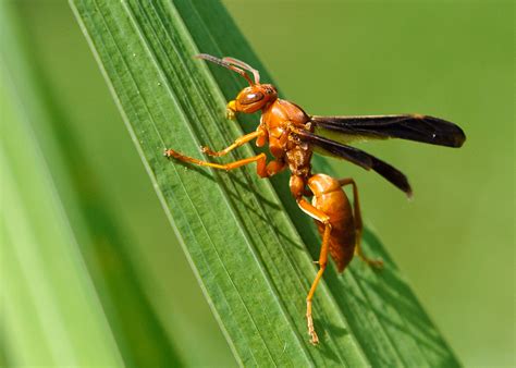 Red Wing Wasp Behavior