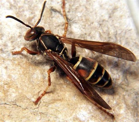 Red Wing Wasp Behavior