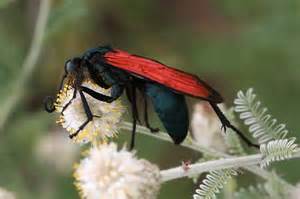 Red Wing Wasp Body