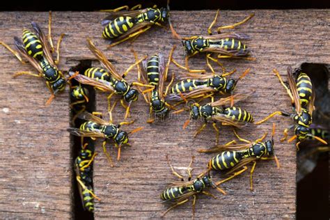 Red Wing Wasp Colony