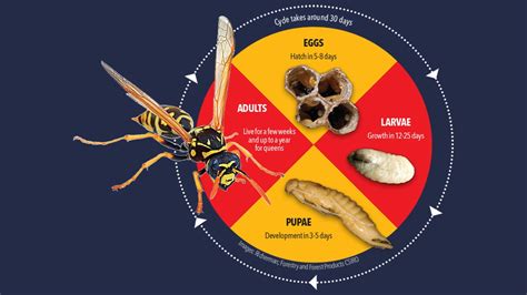 Red Wing Wasp Life Cycle